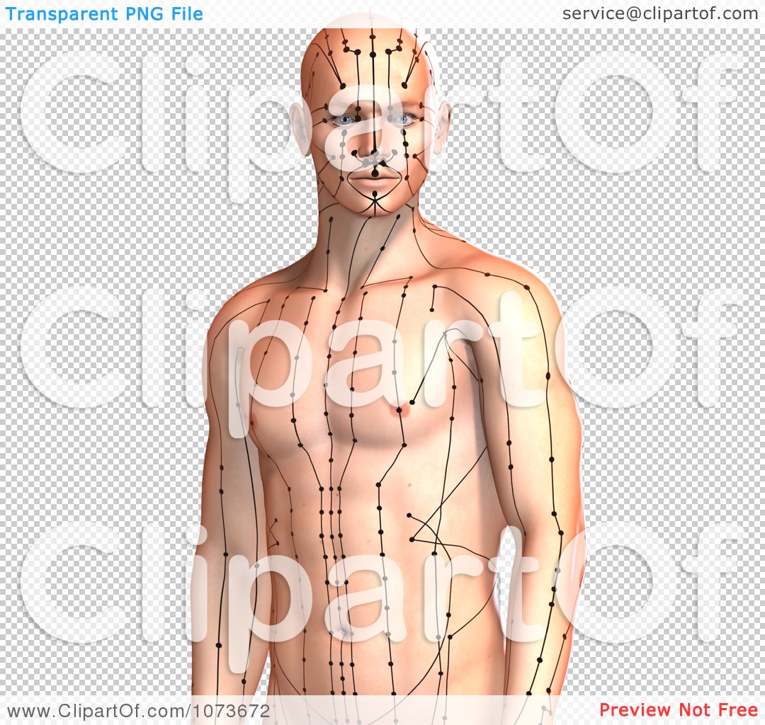 Clipart 3d Male Acupressure Acupuncture Upper Body Chart 2 Royalty