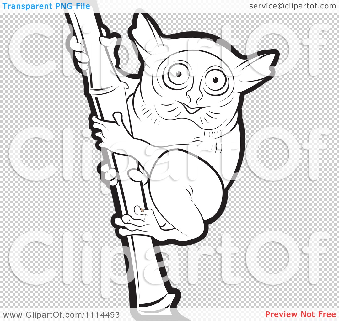 tarsier coloring pages - photo #13