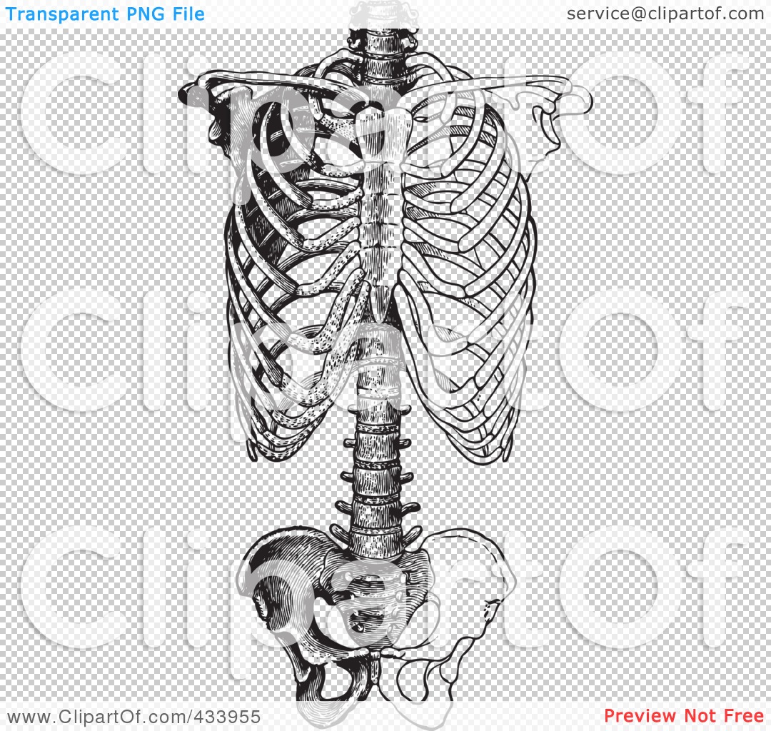 human ribs clipart - photo #41