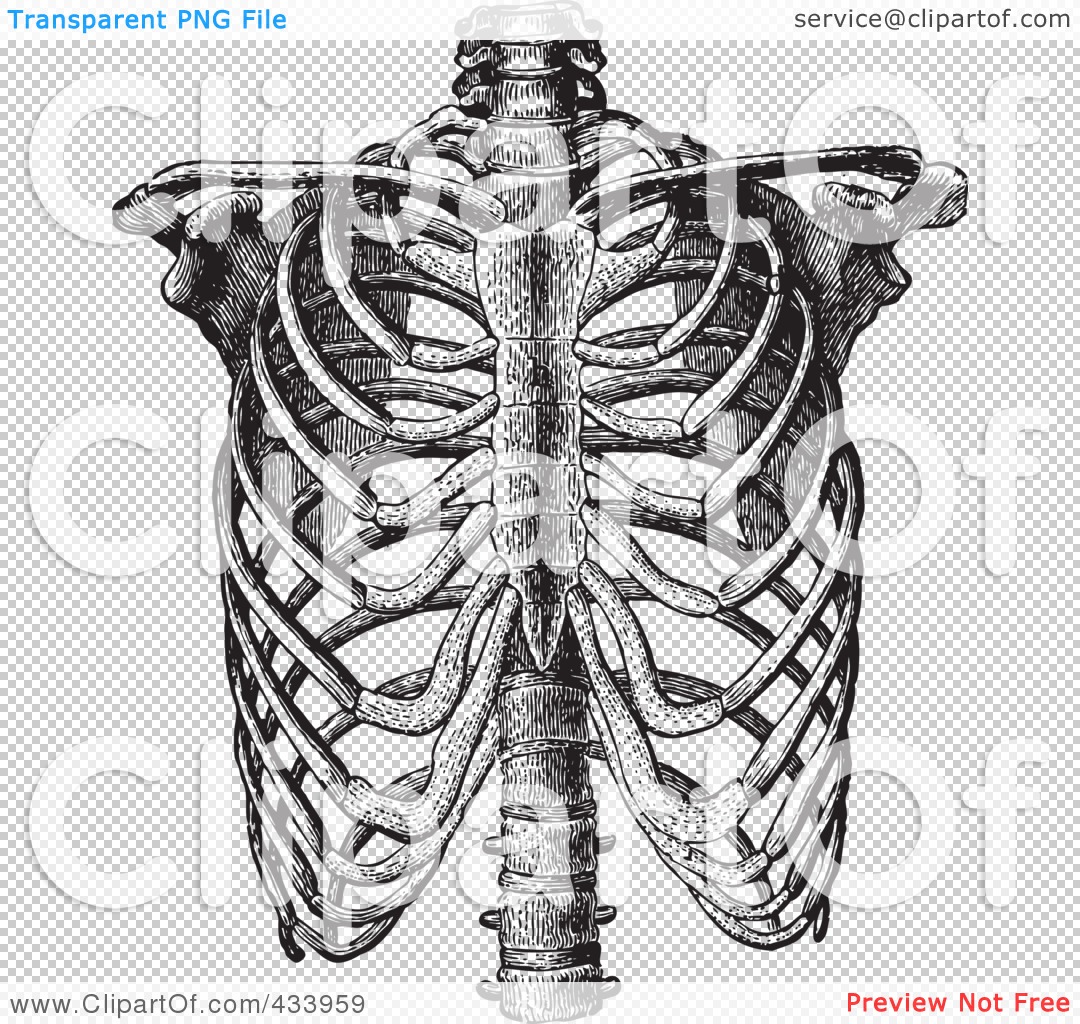 human ribs clipart - photo #48