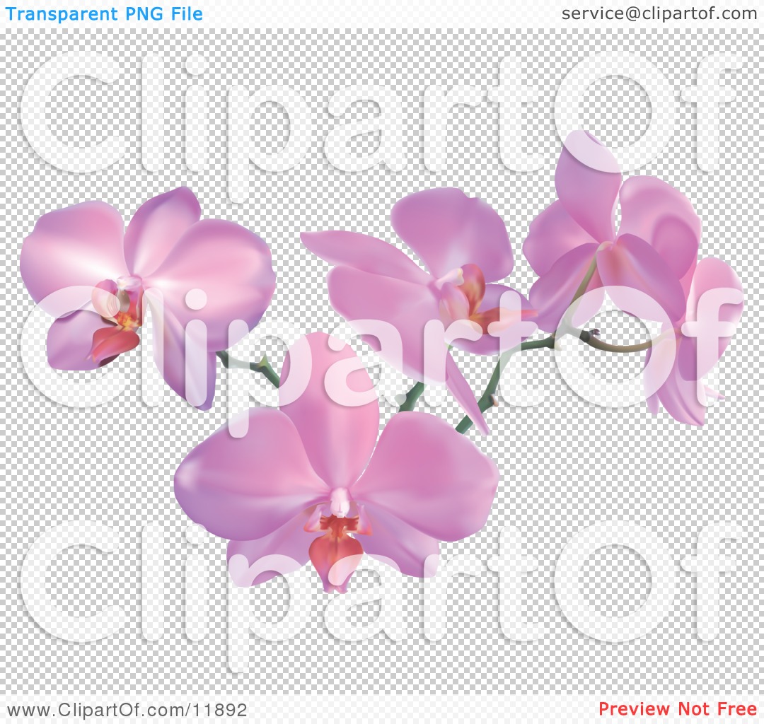 Orchid Vector Png