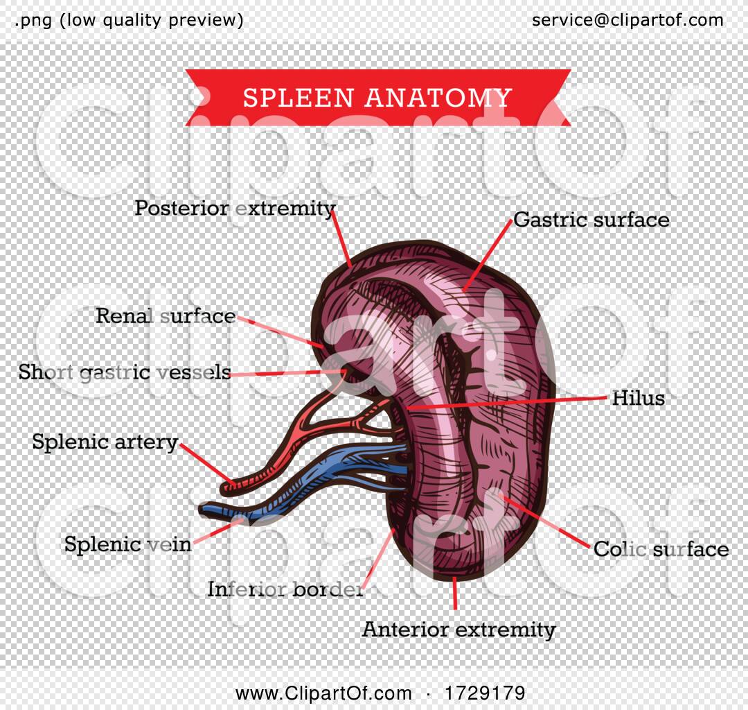 Anatomy of the Spleen by Vector Tradition SM #1729179