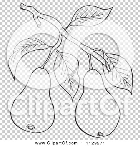 Cartoon Clipart Of An Outlined Pear Tree Branch With Fruits - Black And