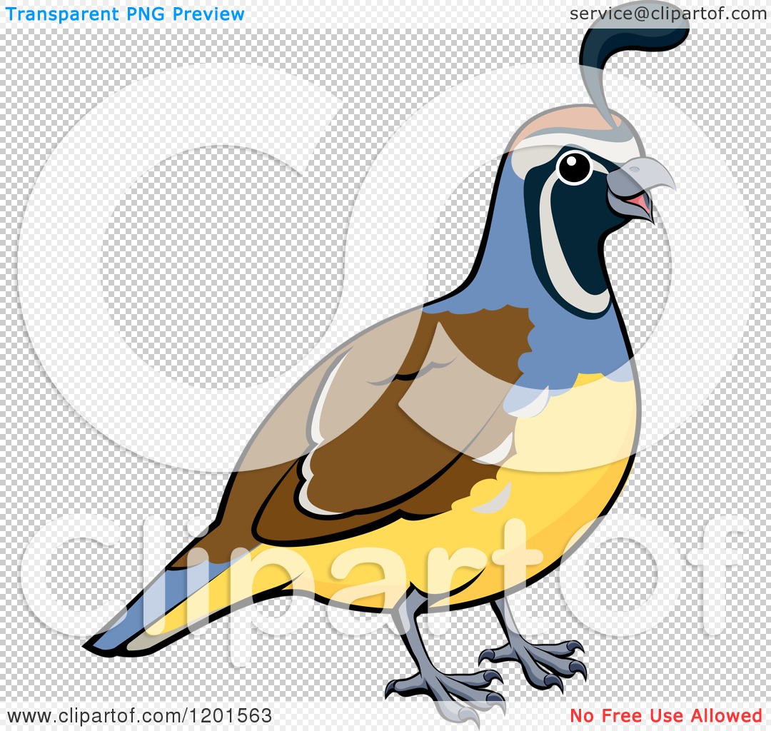 Cartoon of a Happy Male California Quail Bird - Royalty Free Vector Clipart  by AtStockIllustration #1201563