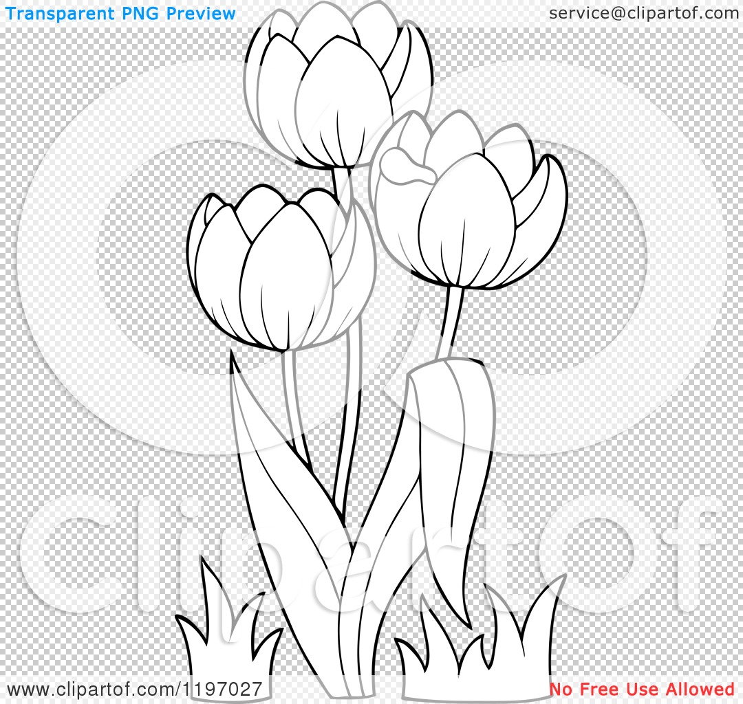 Cartoon of Outlined Tulip Flowers - Royalty Free Vector Clipart by ...