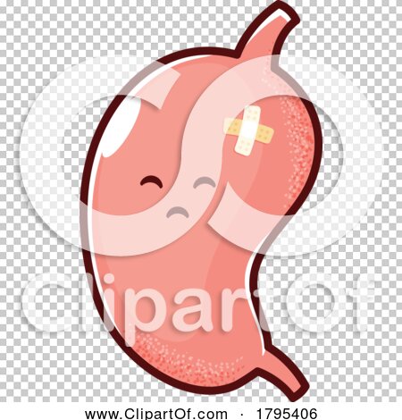human stomach clipart