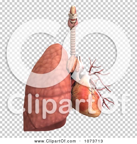 Clipart 3d Male Human Organs 6 - Royalty Free CGI Illustration by