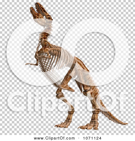 Clipart 3d Tyrannosaurus Rex T-Rex Dinosaur Bones Skeleton ...