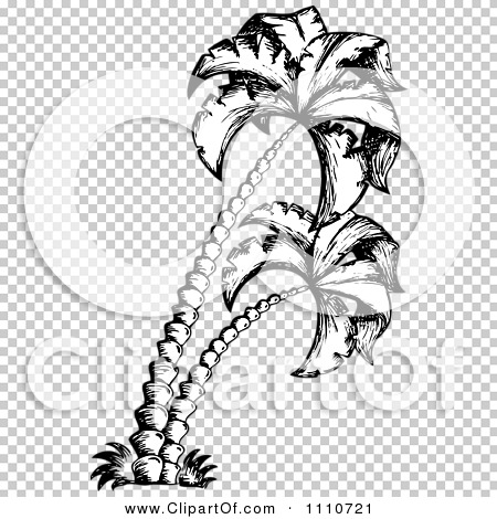 Clipart Black And White Sketched Palm Trees - Royalty Free Vector