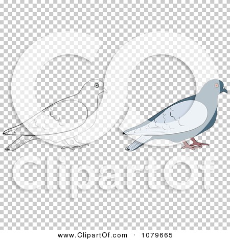 Clipart Colored And Outlined Doves - Royalty Free Vector Illustration