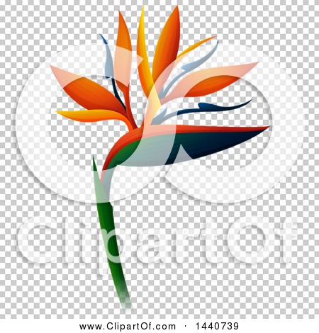 Clipart of a Bird of Paradise - Royalty Free Vector Illustration by