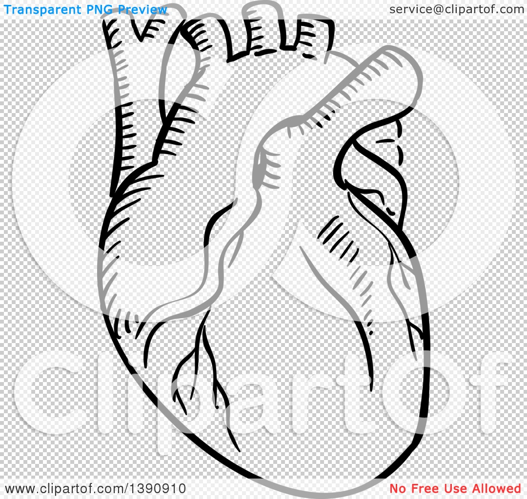 black and white human heart image