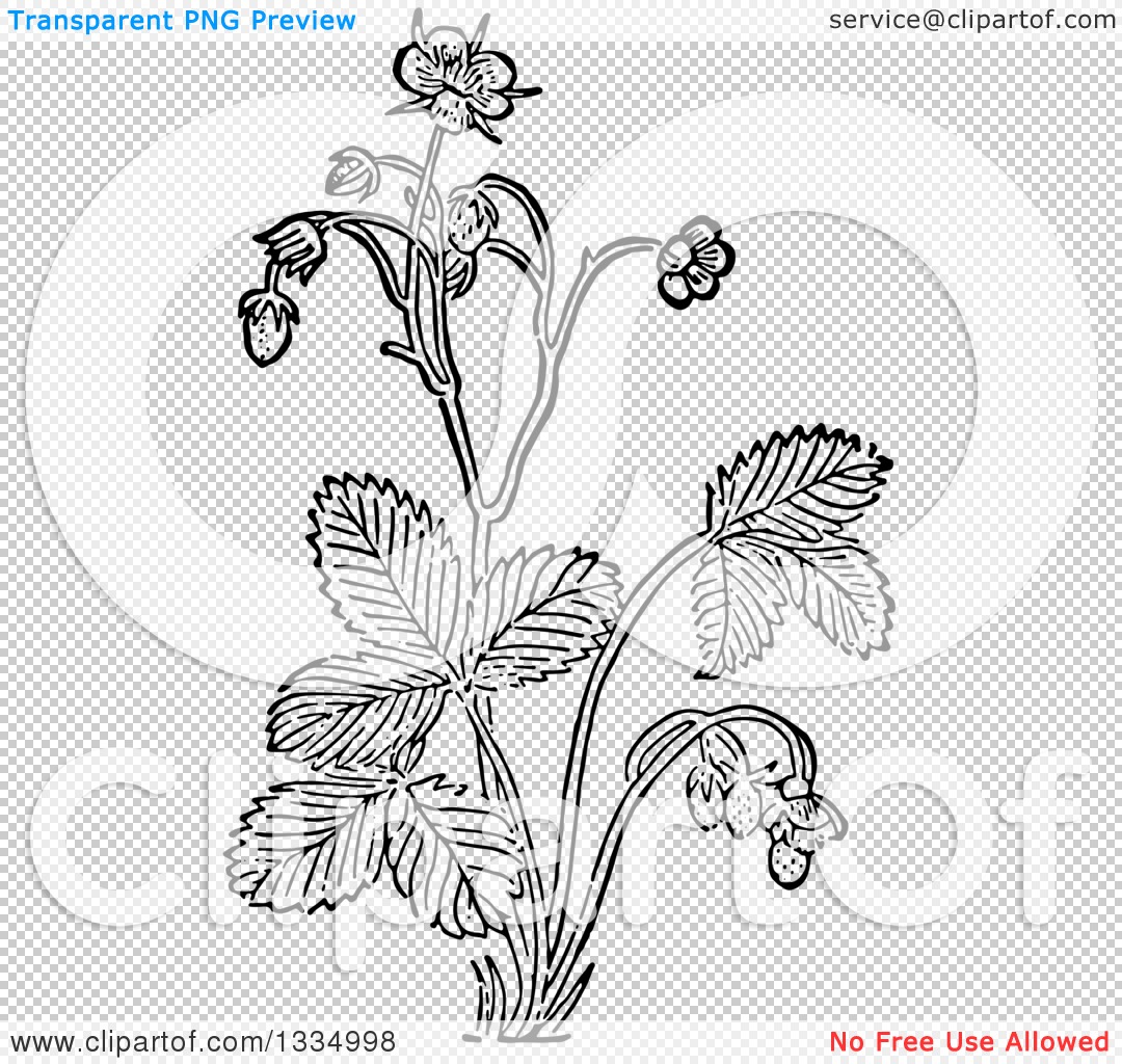 Strawberry Plant Drawing Images - Free Download on Freepik