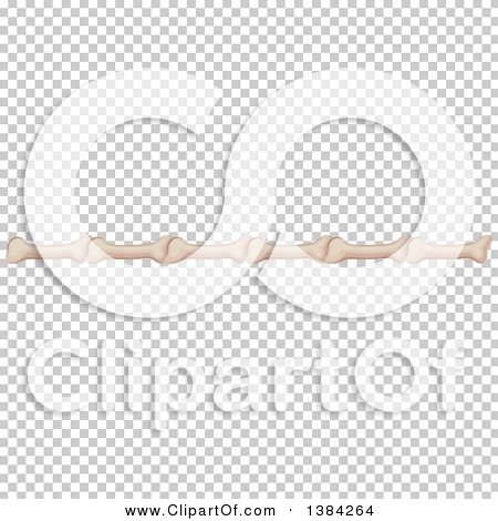 Transparent clip art background preview #COLLC1384264