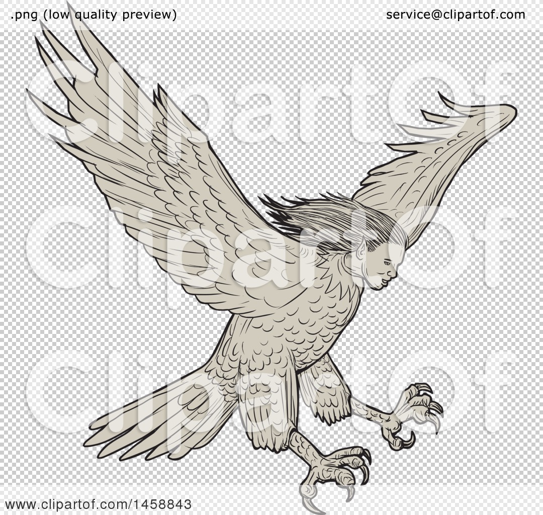 Clipart of a Flying Harpy Eagle, in Sketched Drawing Style - Royalty Free  Vector Illustration by patrimonio #1458843