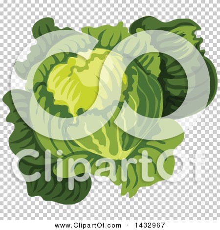 Clipart of a Head of Cabbage or Lettuce - Royalty Free Vector