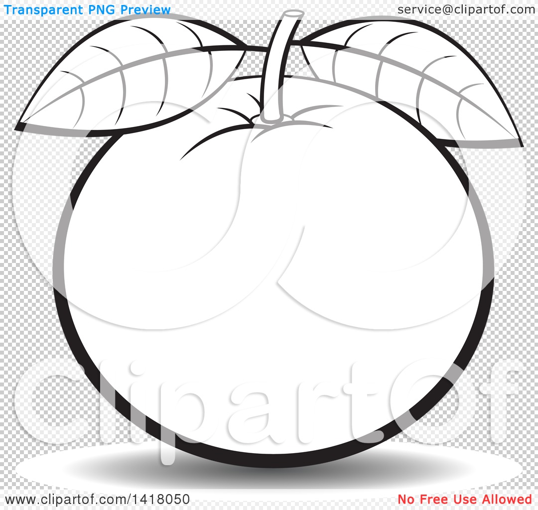 Black and white oranges Royalty Free Vector Image