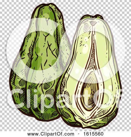 Clipart of a Sketched Chayote - Royalty Free Vector Illustration by