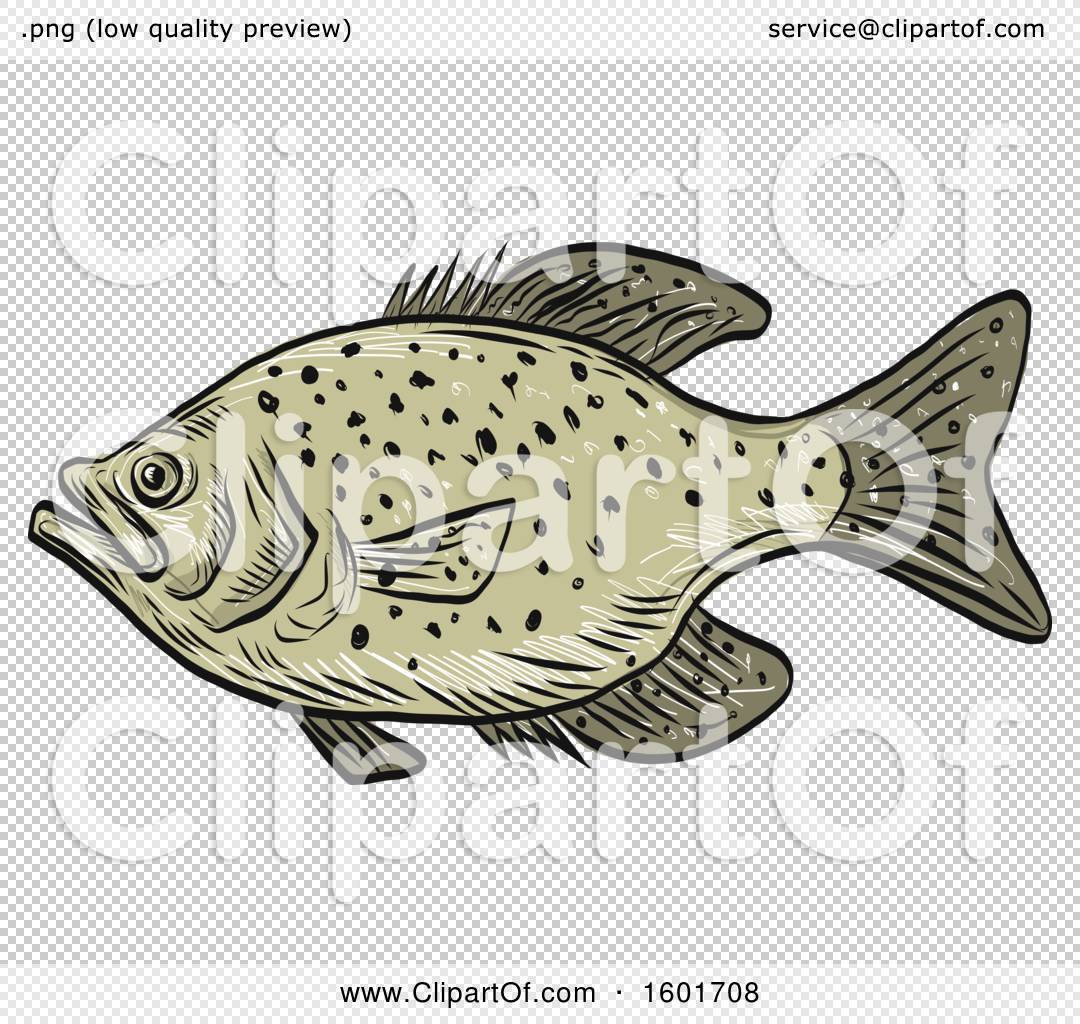 Clipart of a Sketched Crappie Fish Mascot - Royalty Free Vector