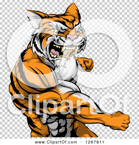 Clipart of a Vicious Mad Muscular Tiger Man Punching - Royalty Free ...