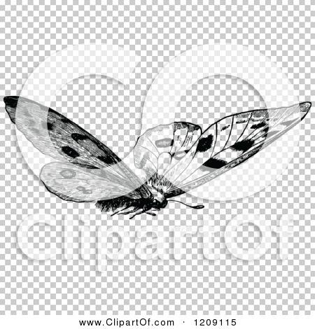 Transparent clip art background preview #COLLC1209115