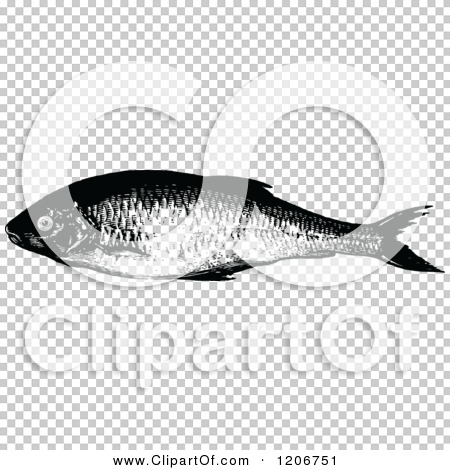 Transparent clip art background preview #COLLC1206751