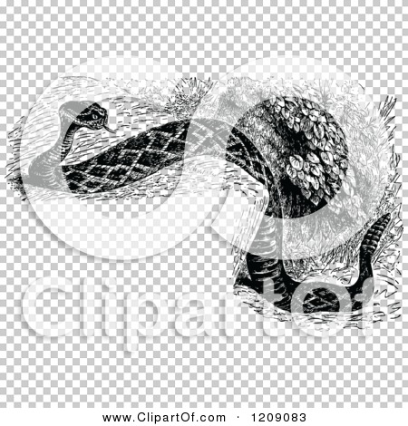 Transparent clip art background preview #COLLC1209083