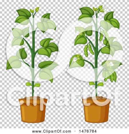 Clipart of Bean Plants - Royalty Free Vector Illustration by Graphics