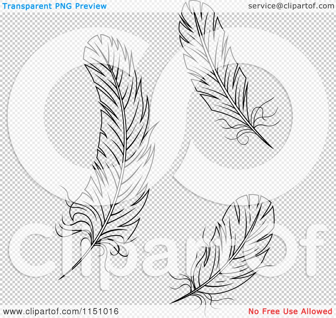 Black feathers on white background Royalty Free Vector Image