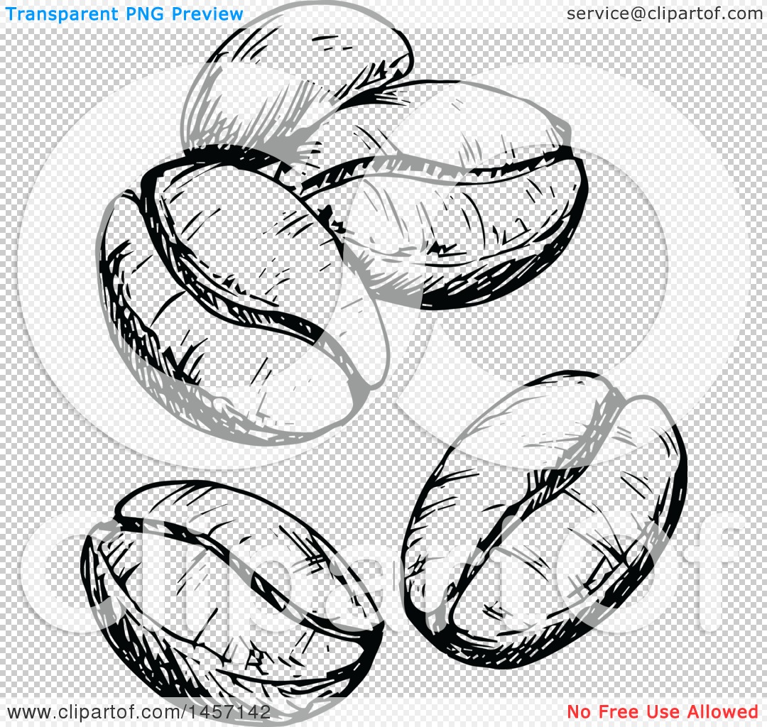 Clipart Of Black And White Sketched Coffee Beans Royalty Free Vector Illustration By Vector Tradition Sm 1457142