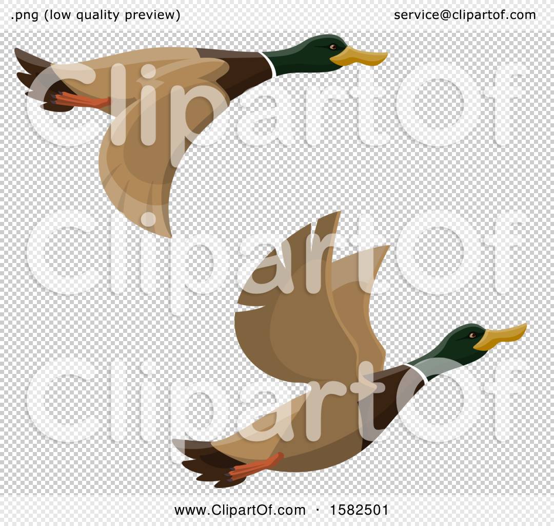mallard ducks clipart
