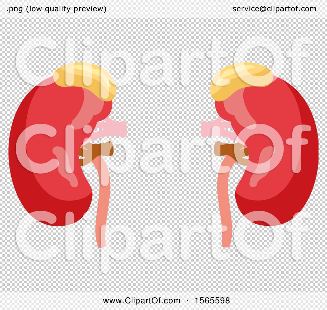 Clipart of Human Kidneys - Royalty Free Vector Illustration by Vector