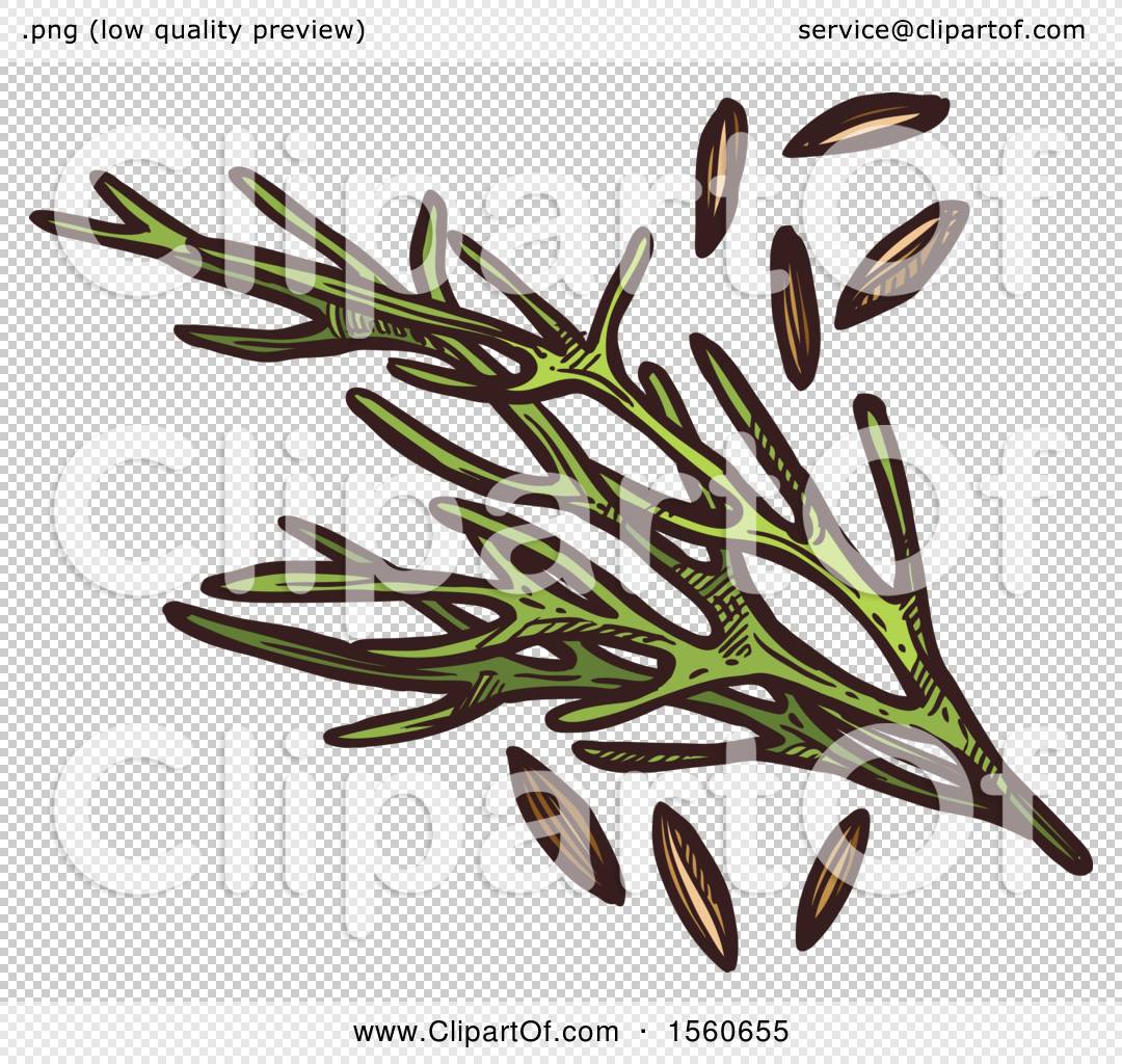 Clipart of Sketched Cumin - Royalty Free Vector Illustration by Vector