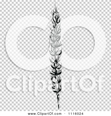 Transparent clip art background preview #COLLC1116024