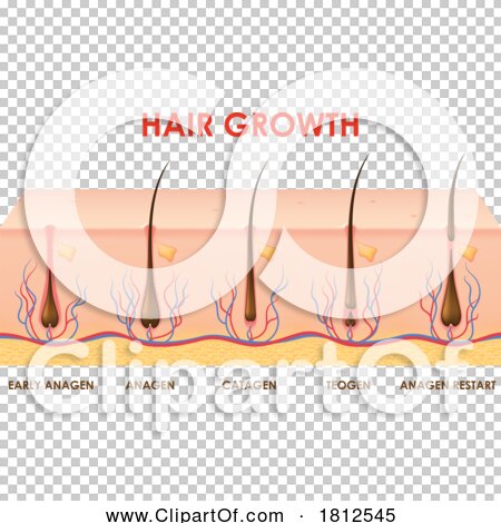 Transparent clip art background preview #COLLC1812545