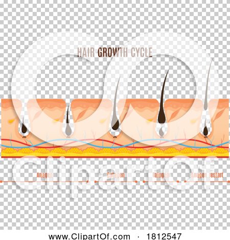 Transparent clip art background preview #COLLC1812547