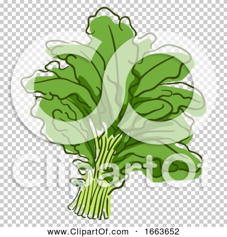 Kale Superfood Illustration by BNP Design Studio #1663652