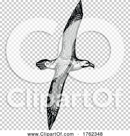 Transparent clip art background preview #COLLC1762348