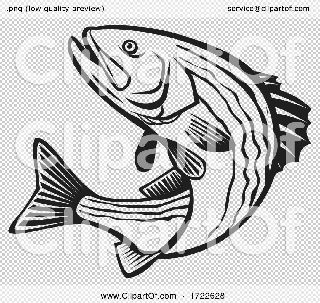 Striped Bass Morone Saxatilis, Atlantic Striped Bass Striper Linesider or  Rockfish Jumping up Retro Black and White by patrimonio #1722628