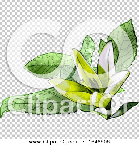 Transparent clip art background preview #COLLC1648906